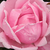 Różowy  - Róża wielkokwiatowa - Hybrid Tea - Madame Caroline Testout